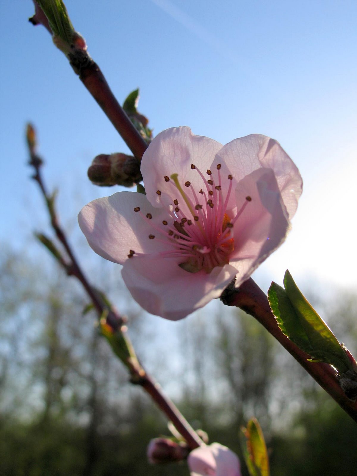 [Nectarine+Blossom,+1800.JPG]