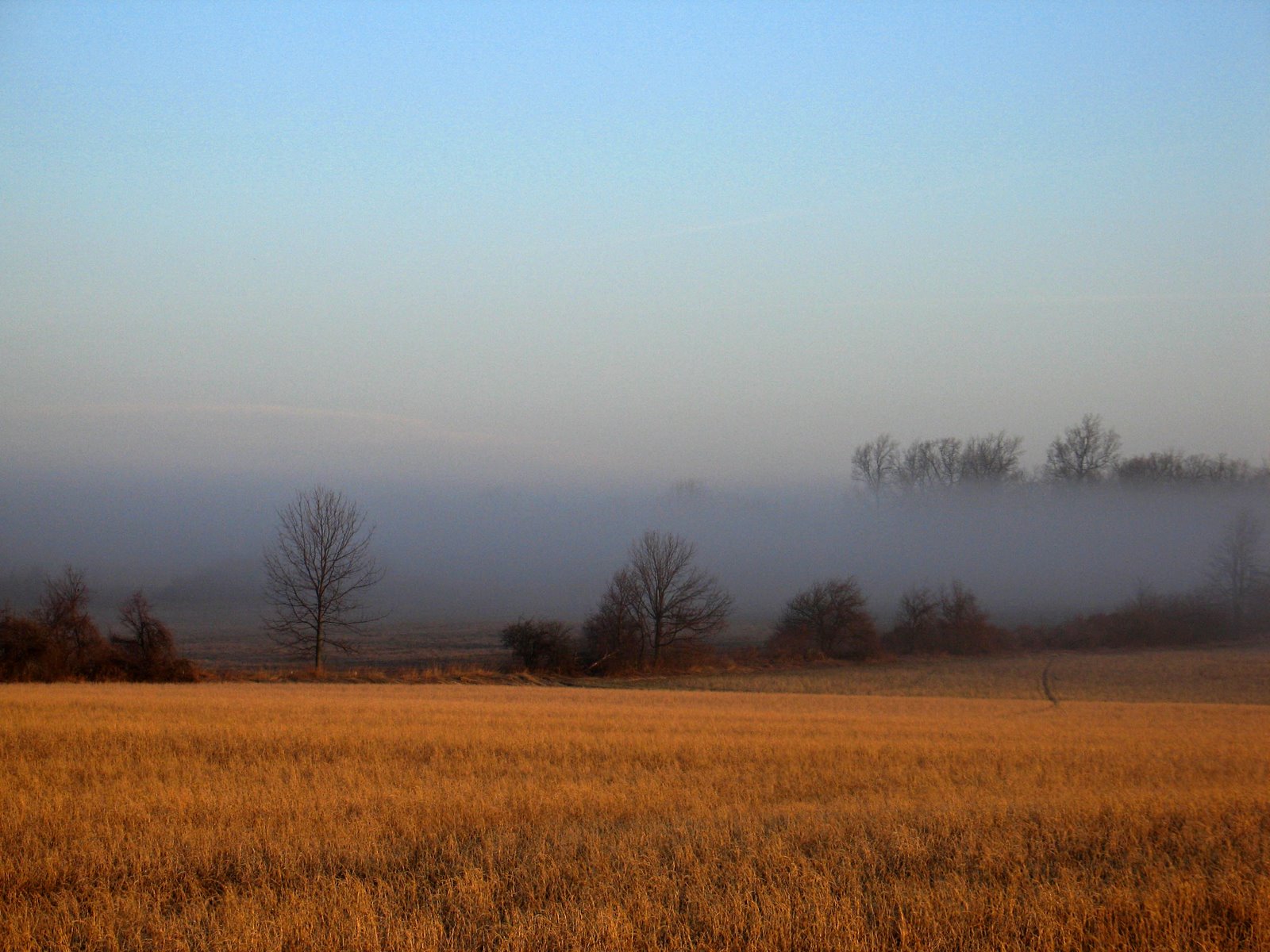 [Foggy+field.JPG]