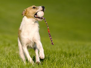 Jack Russell Terrier Mixed Breed Dog | Jack Russell Terrier