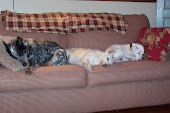 Dixie, Chloe & Cletus