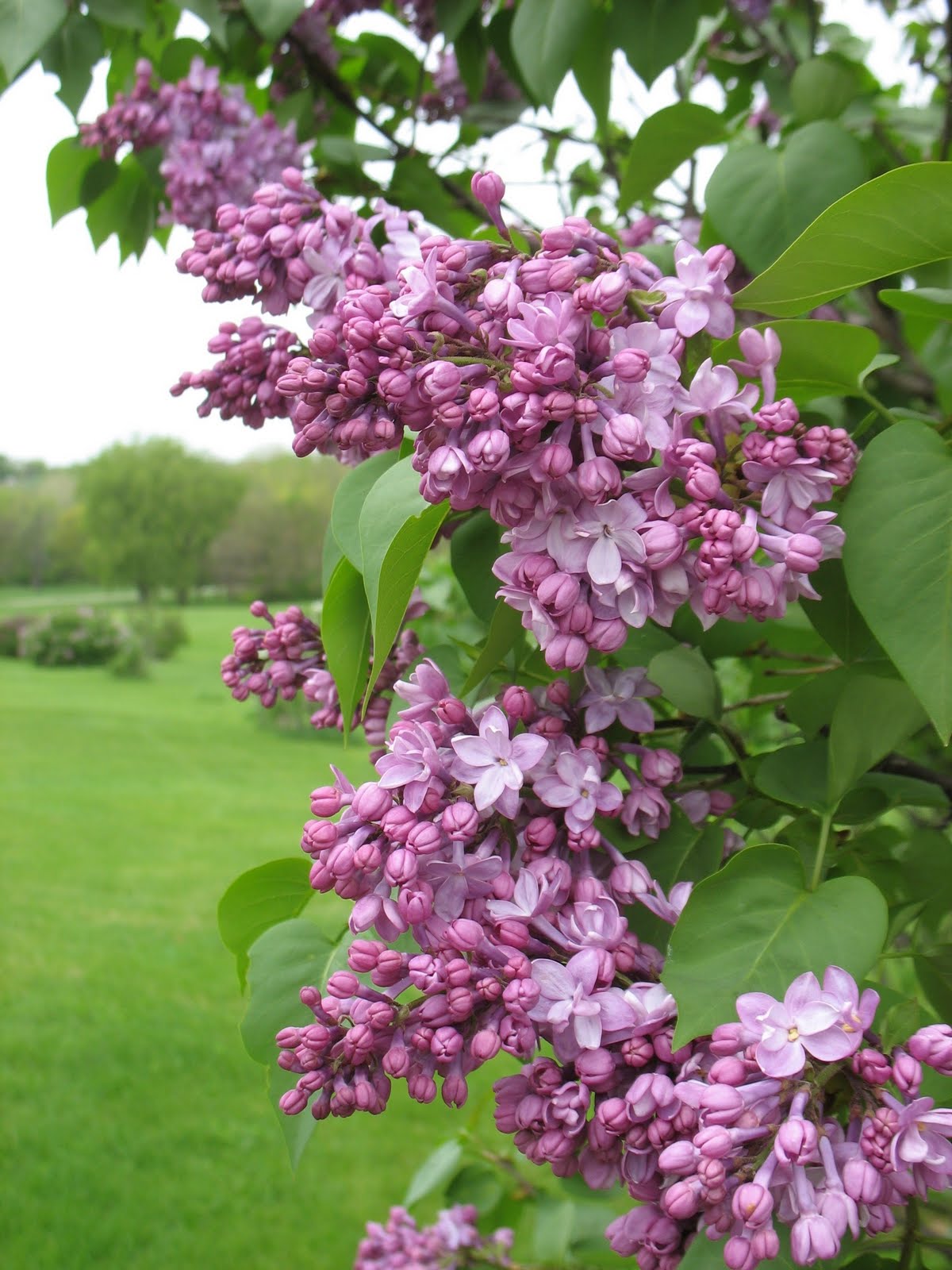 Iowa Grasslands Lilacs