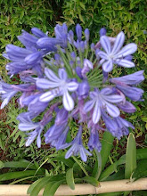 FLORES DE MI JARDIN