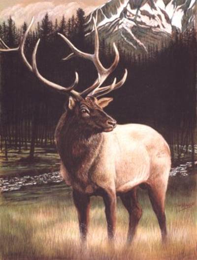 [Elk.jpg]