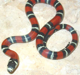 Ecuadorian Milk Snake