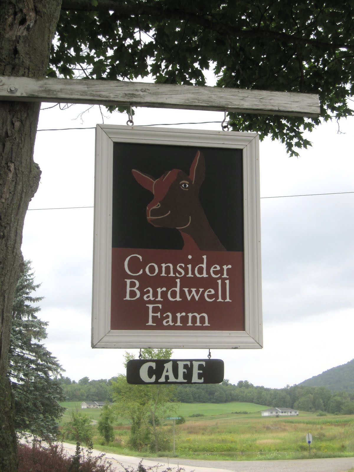 Goat cheese in Vermont Consider Bardwell Farm