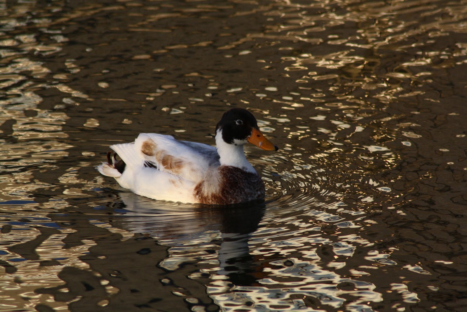Stormblast1953 Eend, Canard, Duck, Ente, Ytka, Lachan, And, Ein in het