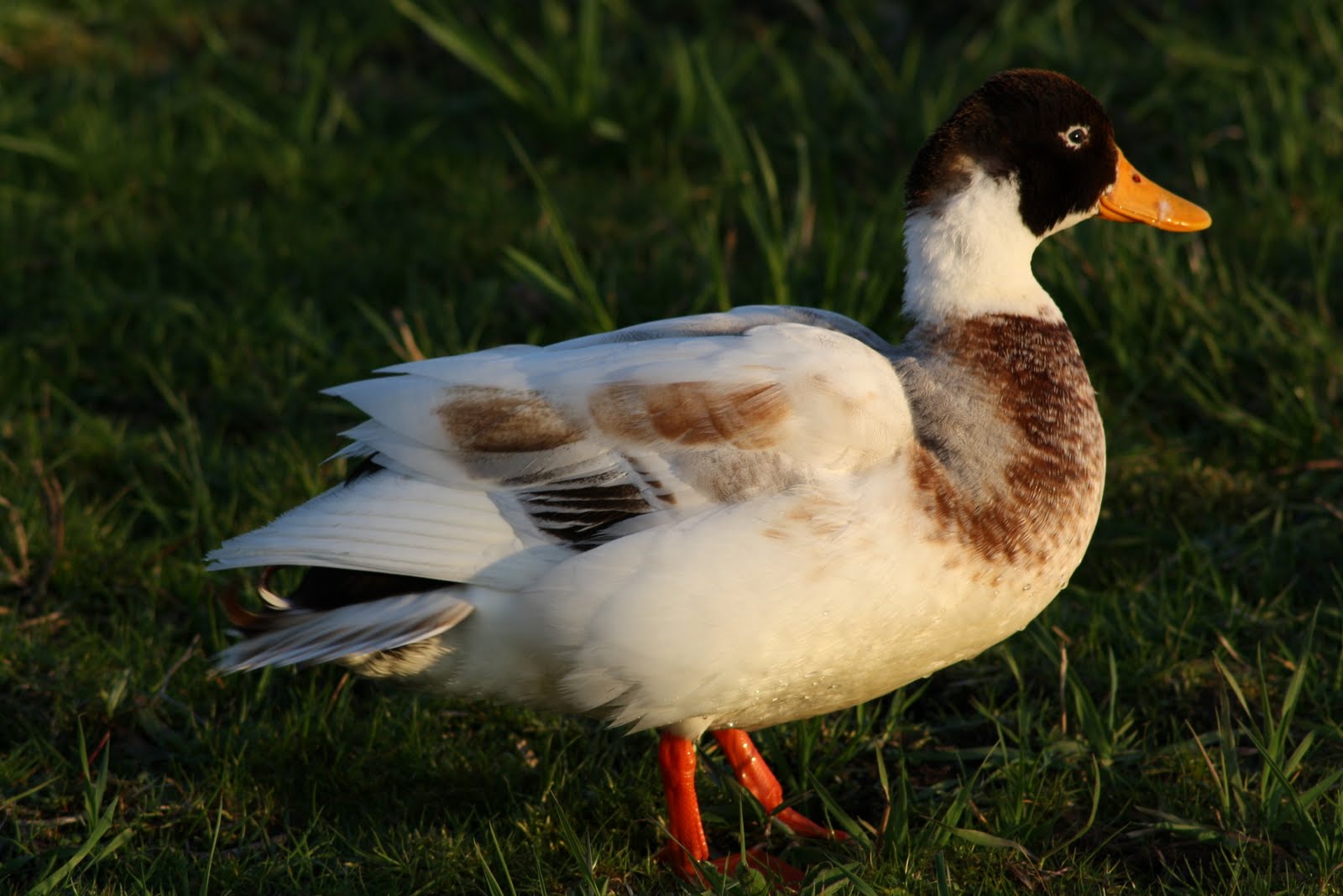 Stormblast1953 Eend, Canard, Duck, Ente, Ytka, Lachan, And, Ein in het