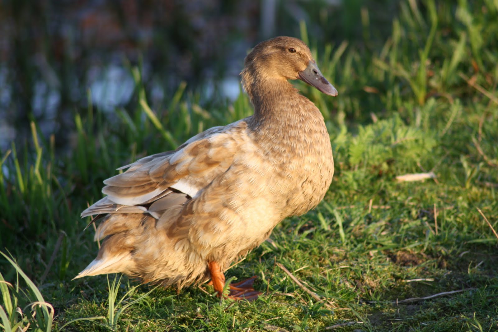 Stormblast1953 Eend, Canard, Duck, Ente, Ytka, Lachan, And, Ein in het