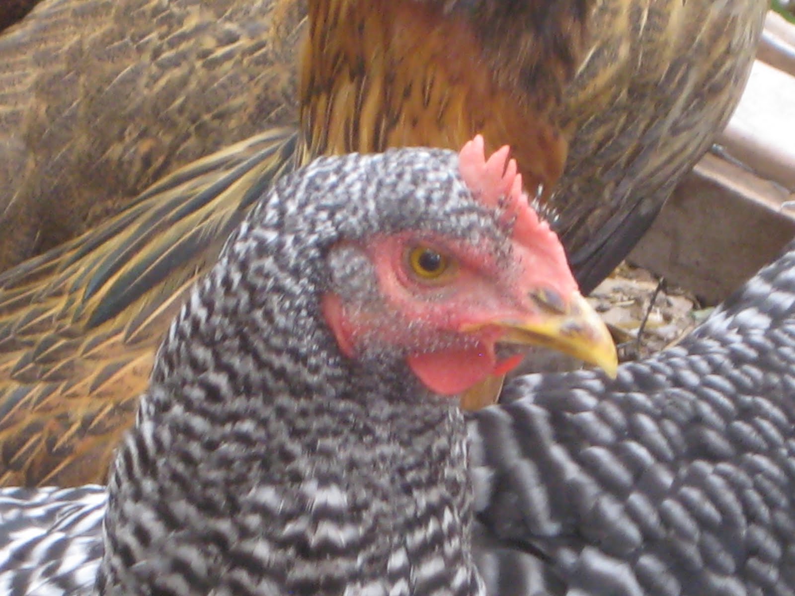 Orgrease Crankbait Backyard Chickens, July 2010