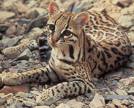 3- GATO MARACAJÁ