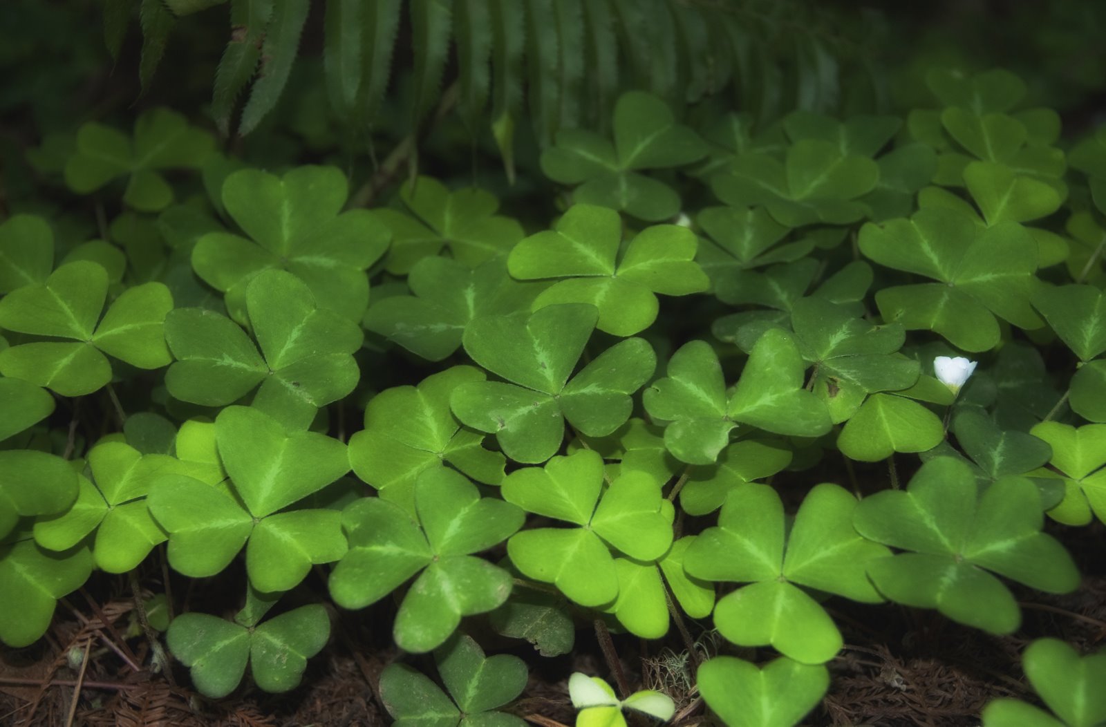 [green+(1+of+1).jpg]