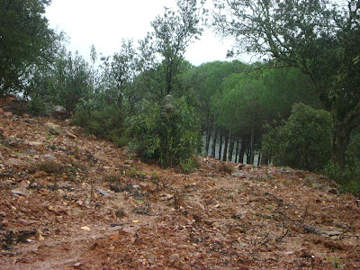 CON LA JAULA A CUESTAS: "CHIMENEA", UN PROYECTO QUE EMPIEZA A CONSOLIDARSE.