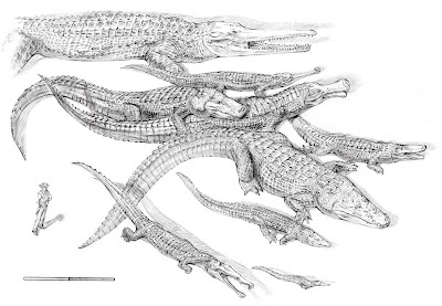 Rhamphosuchus crassidens 