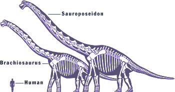Comparativa tamaño Sauroposeidon - Brachiosaurio - hombre