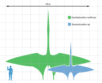 Comparacion tamaño Quetzalcoatlus - Hombre
