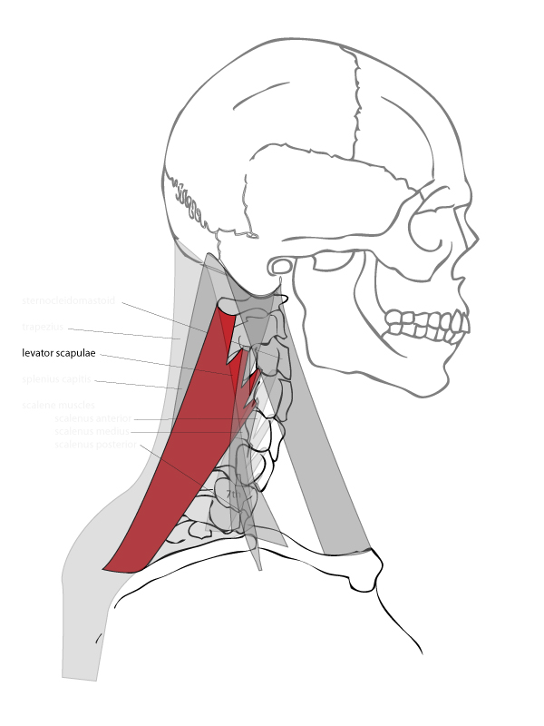 Drawing Basics The Neck Artists Network