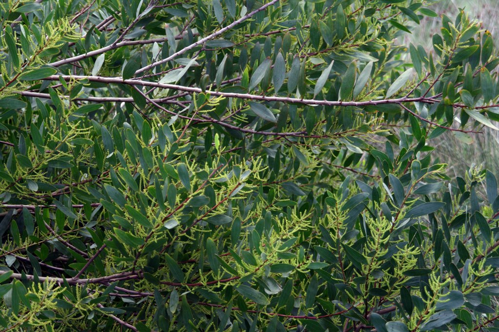 [FABA Acacia longifolia0254.JPG]