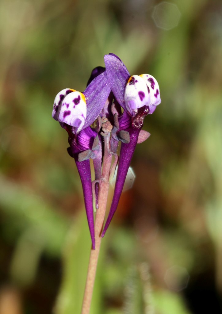 [Linaria amethystea.jpg]
