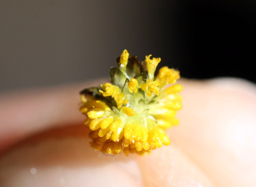 [Chamaemelum fuscatum0298.JPG]