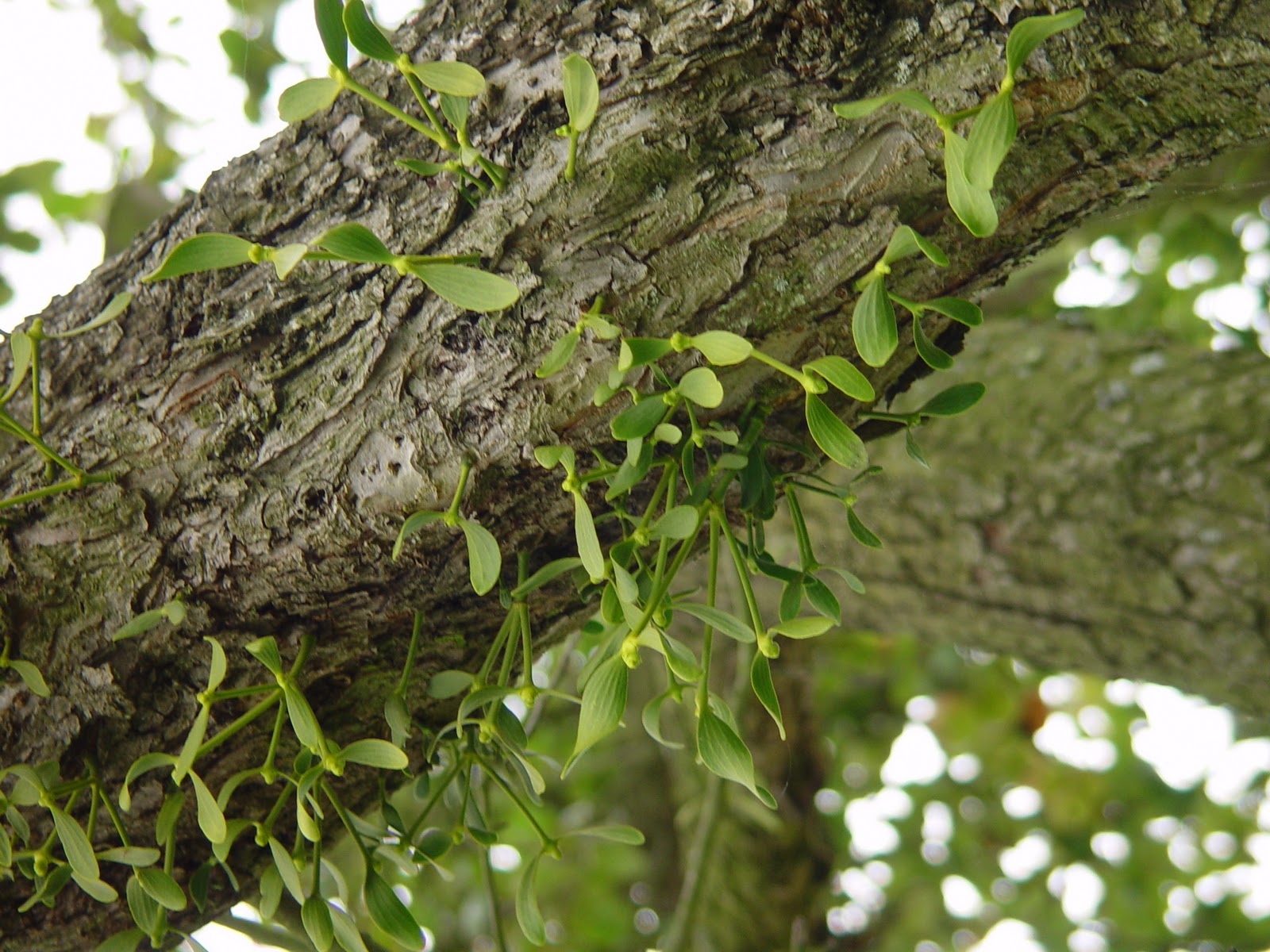 [Viscum album 8215.JPG]