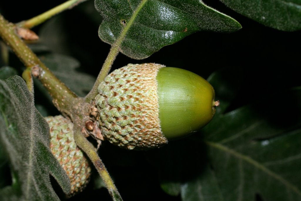 [Quercus+pyrenaica0105.JPG]