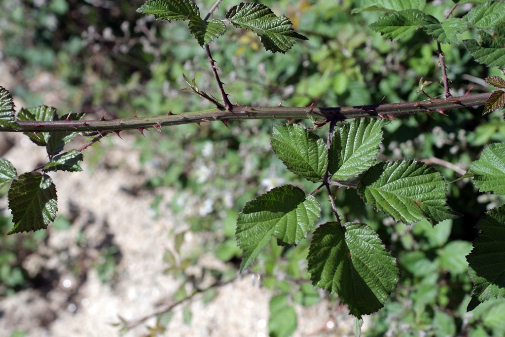 [Rubus+brigantinus0117.JPG]