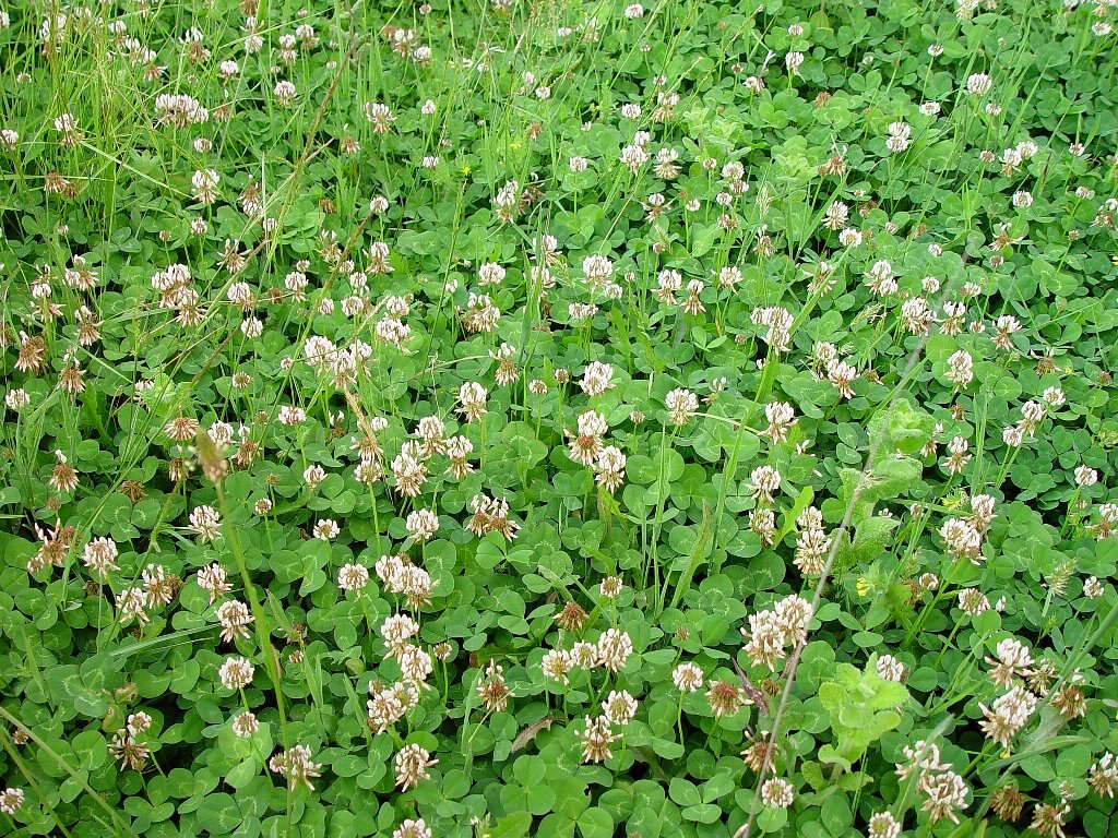 [Trifolium+repens1762.jpg]