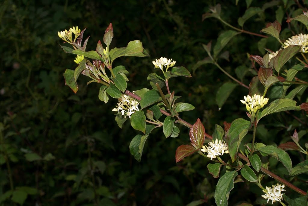 [Cornus+sanguinea0218.JPG]