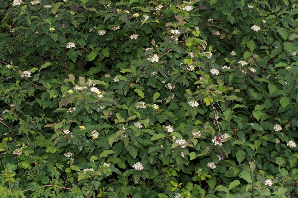 [Cornus+sanguinea0220.JPG]