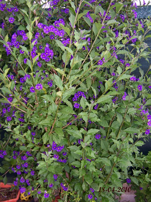 sueños_que_despiertan: Flores y árboles