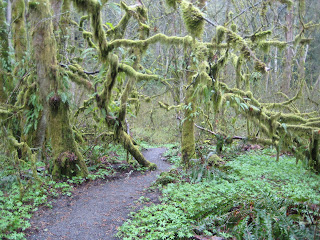 squak mountain east ridge phils creek hikingwithmybrother