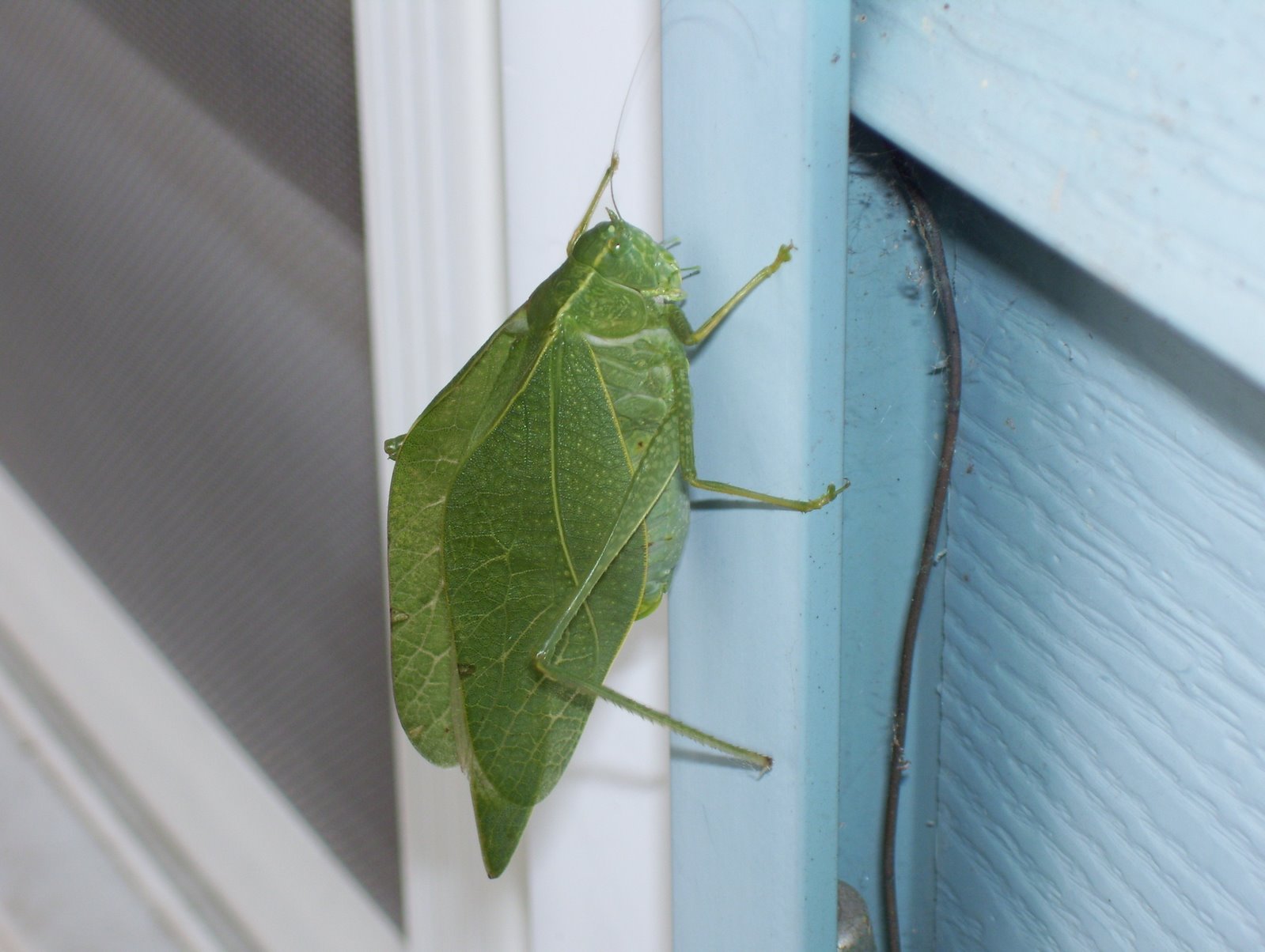[ItsA_grasshopper.jpg]