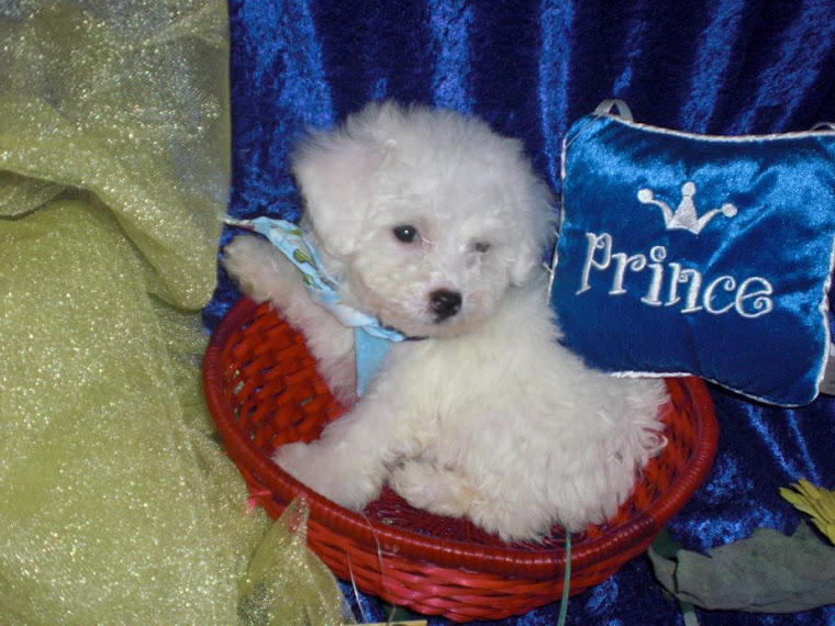 SOLD BICHON FRISE MALE