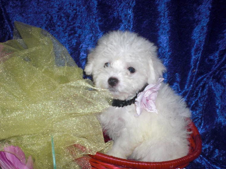 SOLD BICHON FRISE FEMALE RED/BLUE