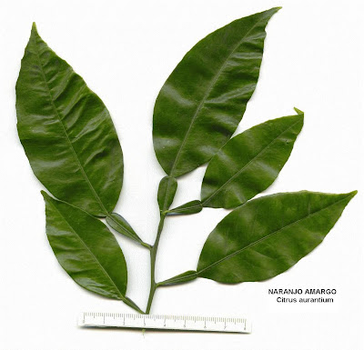 La Flora en España: Naranjo agrio
