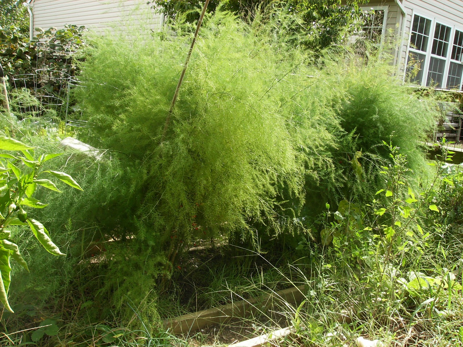 The Rusted Vegetable Garden The Rusted Vegetable Garden Planting Asparagus In The Fall