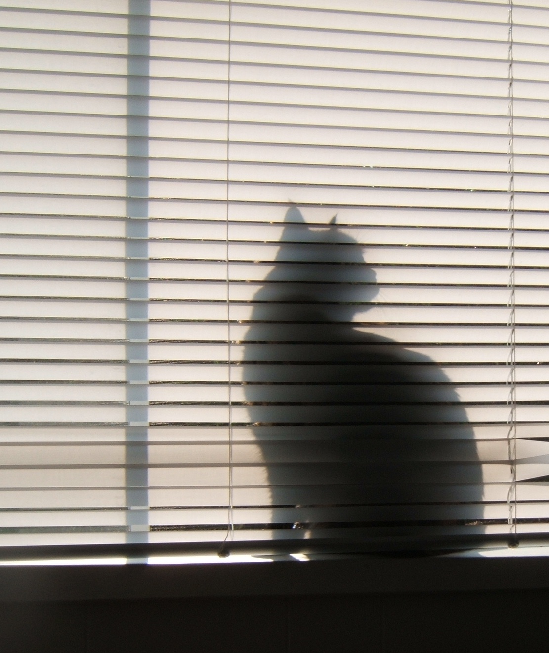 [shadow+cat.jpg]