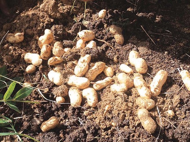 Crops In Pots I Grow Peanuts Do You crops-in-pots-i-grow-peanuts-do-you