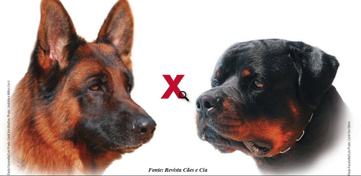 Qual o melhor cão de guarda pastor alemão ou rottweiler Clearance