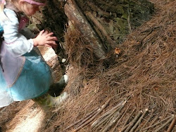 fairy kereru watching natural mostly being become