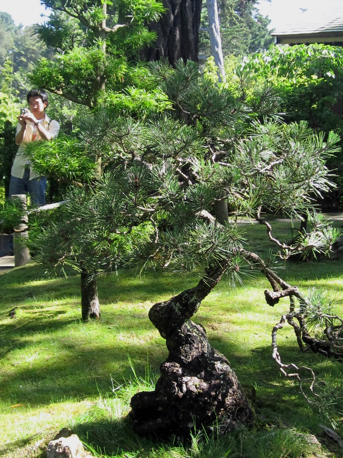 Japanese Tea Garden San Francisco Only Bonsai Tree In The Garden