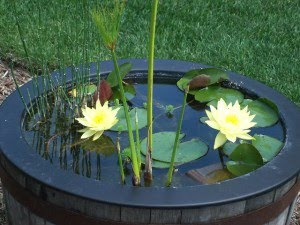 Current World News: Planting Water lilies in Container
