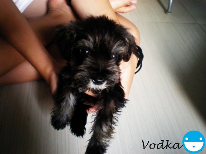 ♥Vodka