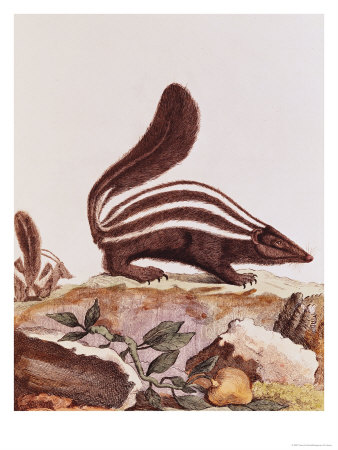 [180655~Skunk-from-Histoire-Naturelle-by-Georges-Louis-Leclerc-Buffon-1749-1804-Posters.jpg]