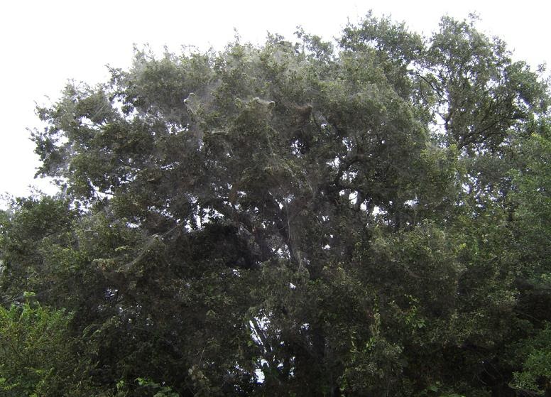 Terrell Daily Photo: Tawakoni State Park spider web