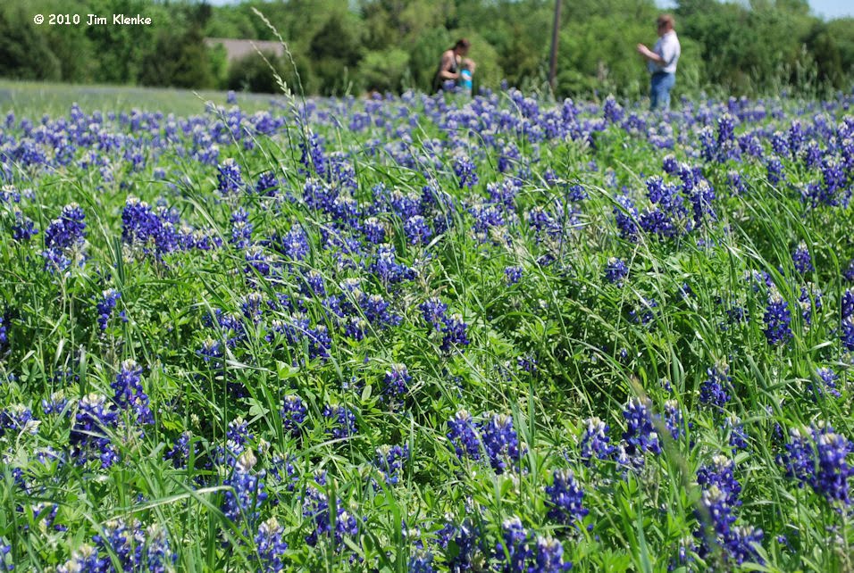 Bluebonnets Forever Top main image 1
