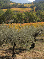 Olive trees, and golden autumn colours