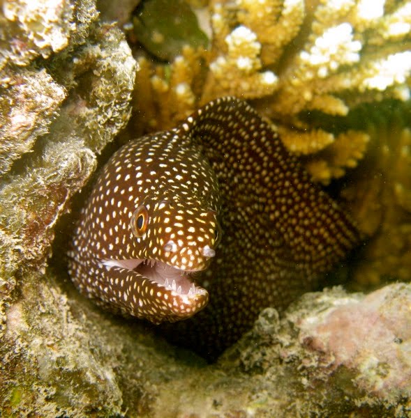 Marine and Terrestrial Conservation Programmes in the Seychelles
