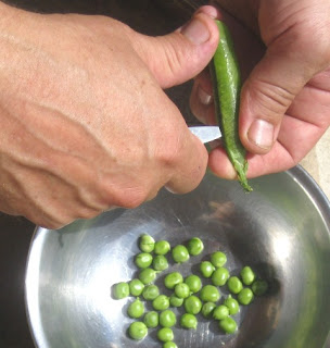 peas shelling slow cook