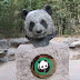 Gu Gu, The Giant Panda.